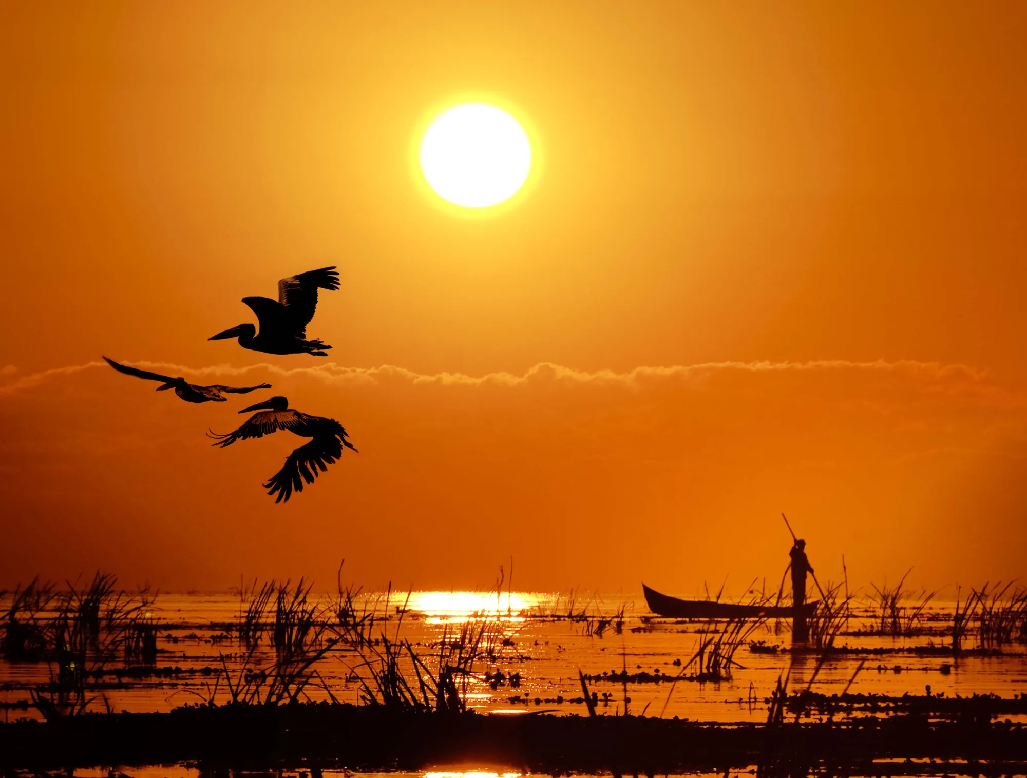 Pelicans flying over the Danube Delta at sunset, with a fisherman in a boat