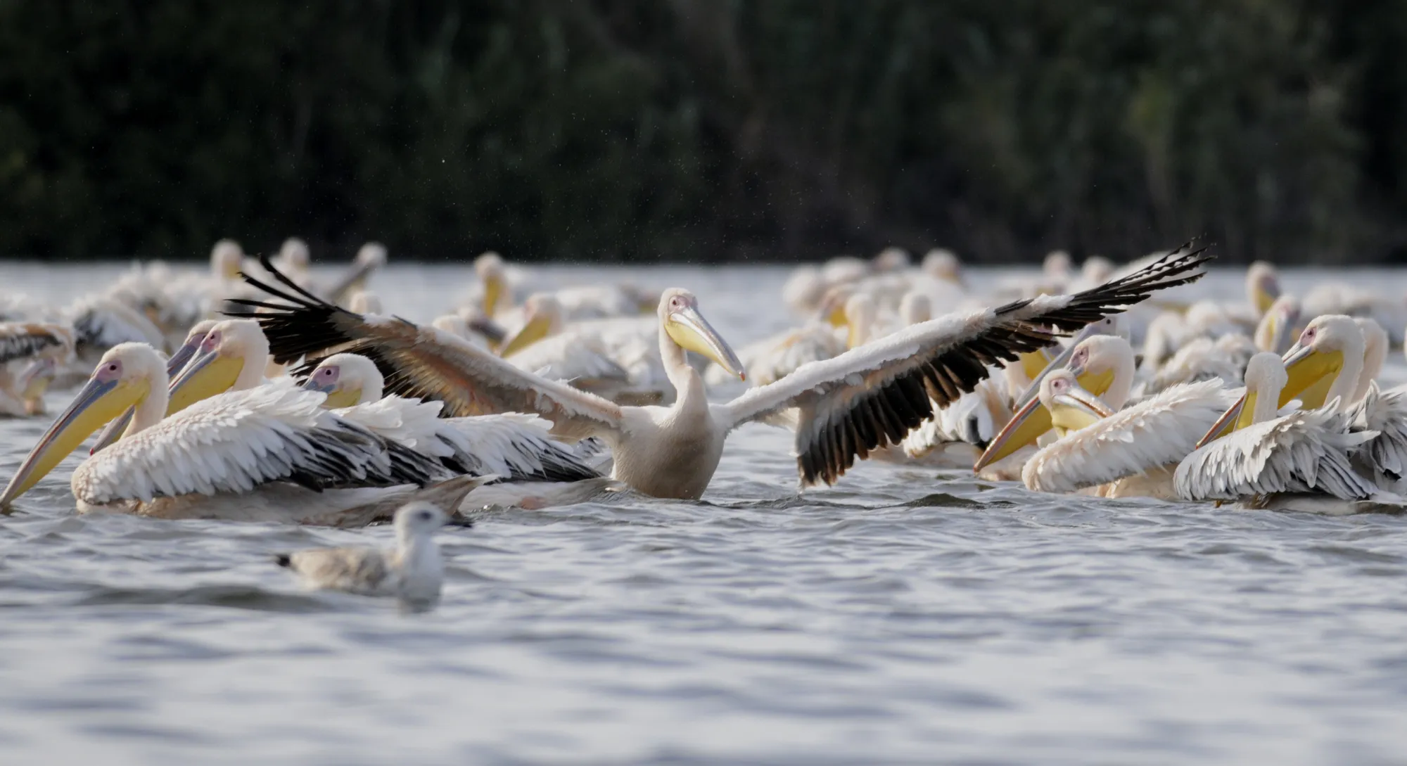 A flock of pelicans on the water in the Danube Delta
