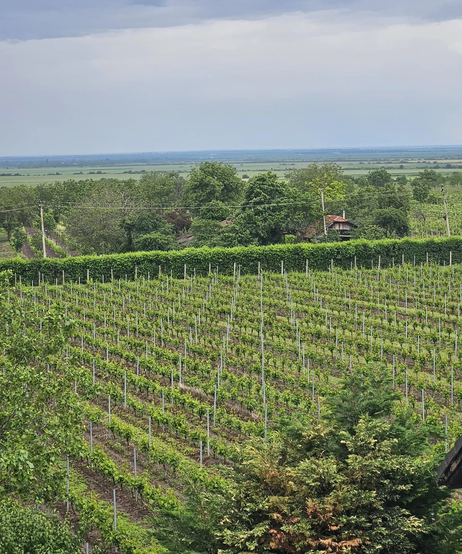 View over a vineyard hillside towards the plain