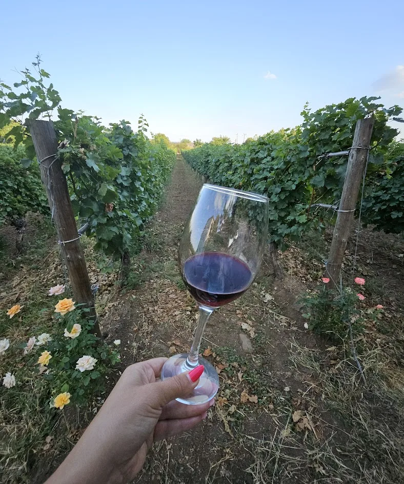 A glass of red wine held among the vines