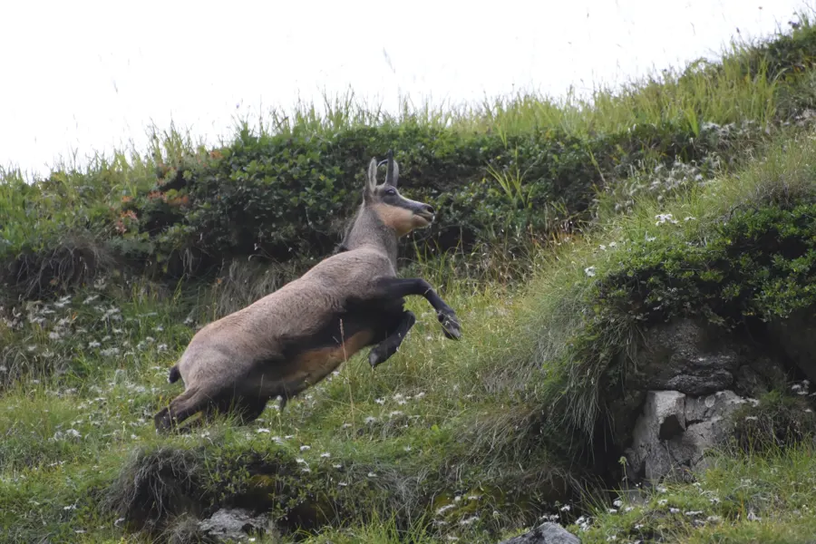A chamois on a grassy slope in the Făgăraș Mountains