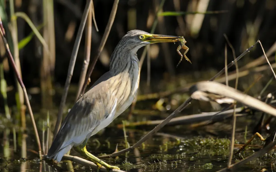 A heron catching a frog among the reeds of the Danube Delta