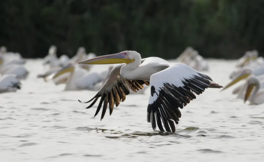 A pelican taking off from the water in the Danube Delta