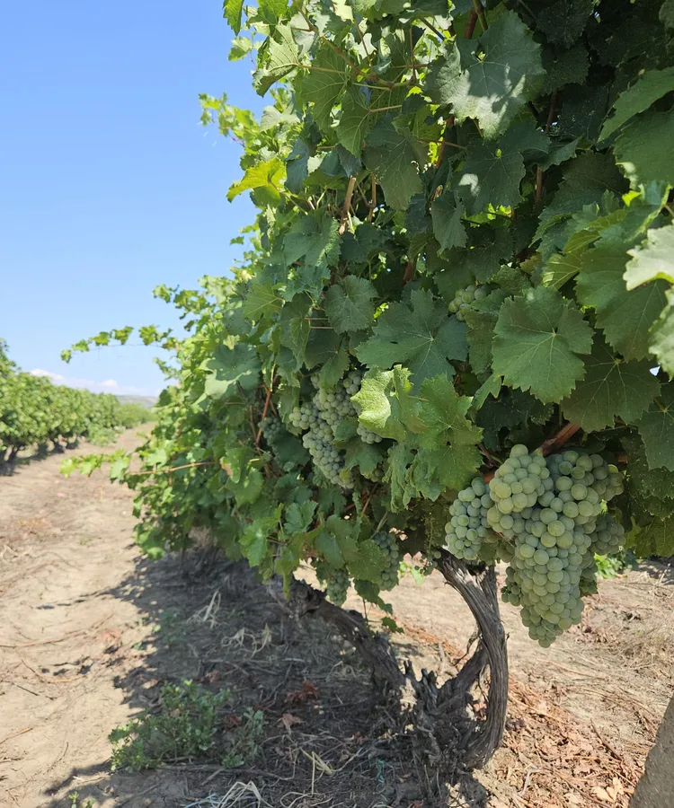 A bunch of grapes on the vine