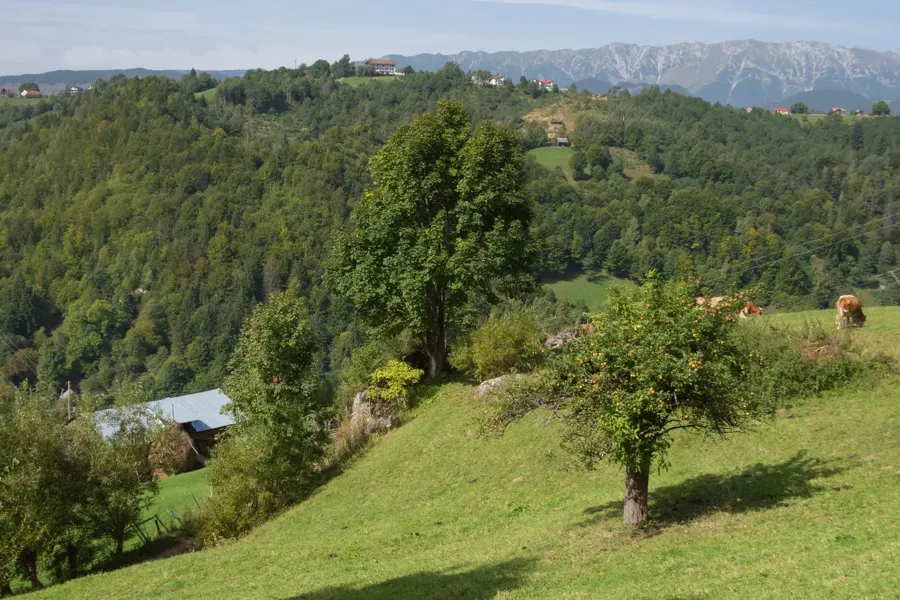 Green hills near Moeciu