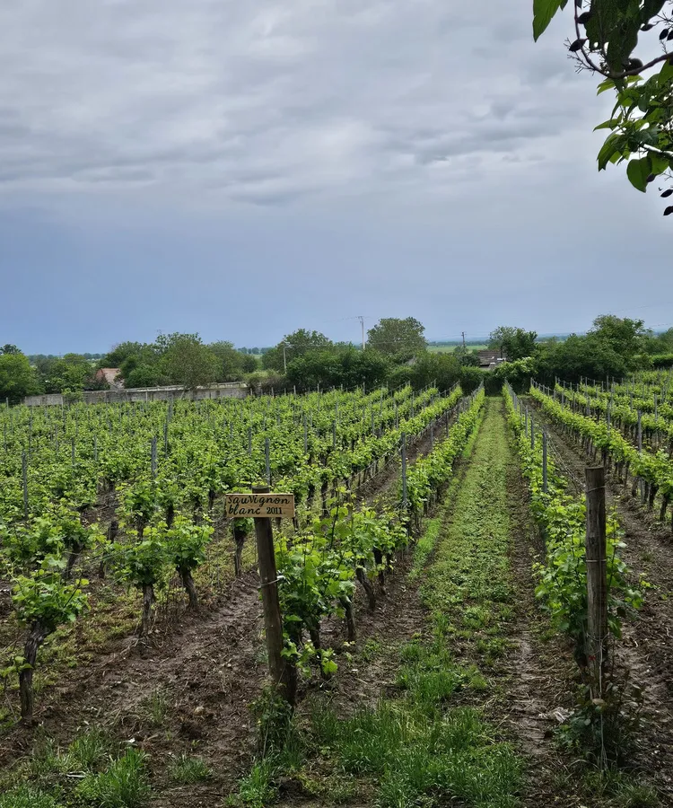 Rows of vines under a cloudy sky on a Romanian vineyard hillside