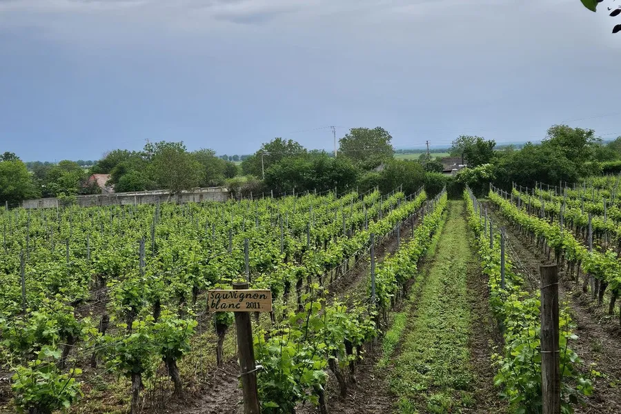 Green rows of vines in early summer